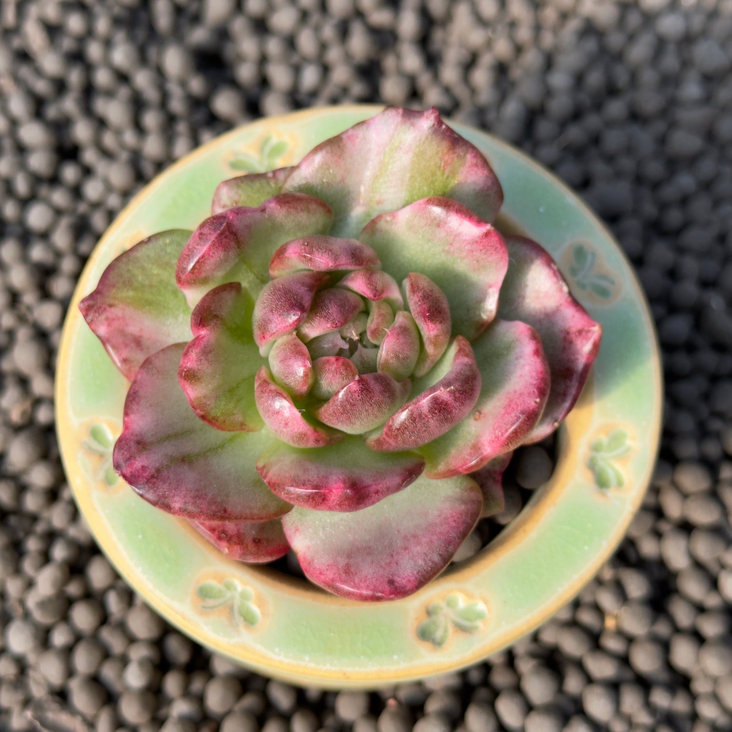 Variegated Echeveria Dark Pamela Korean Succulent Plant