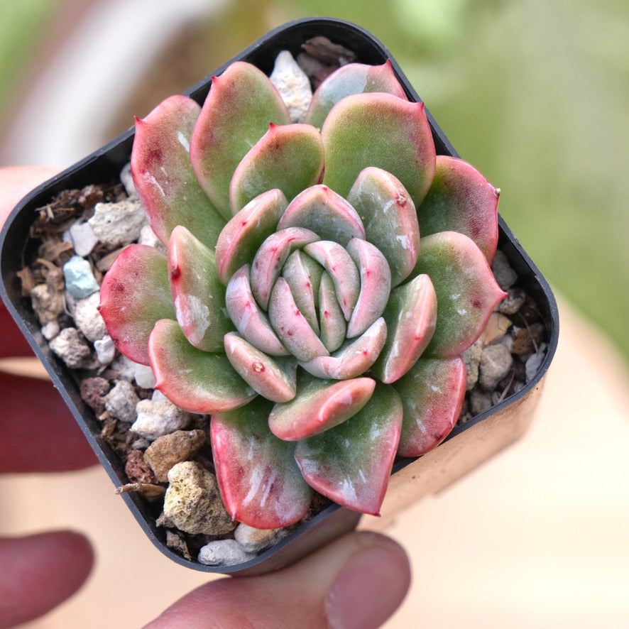 Echeveria Lazaga Ghost Korean Succulent Plant