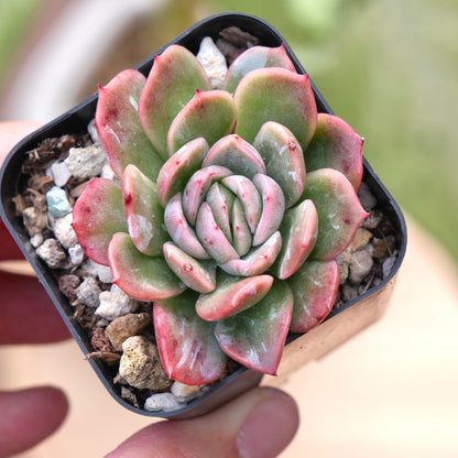Echeveria Lazaga Ghost Korean Succulent Plant