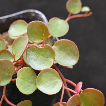 Peperomia Ruby Cascade Succulent Plant