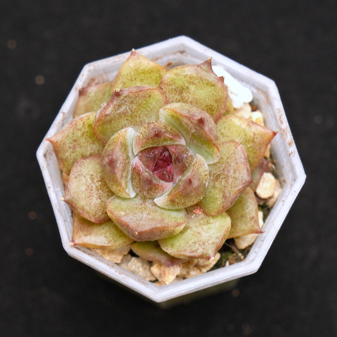 Echeveria Black Crystal Korean Succulent Plant