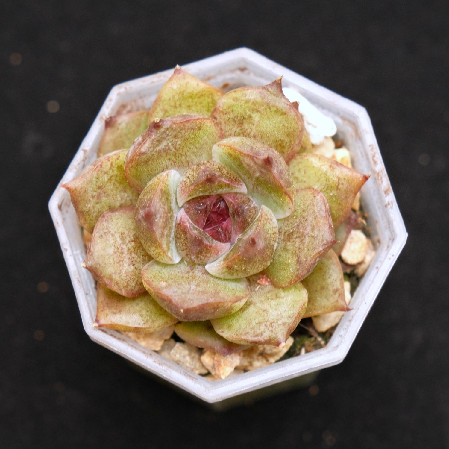 Echeveria Black Crystal Korean Succulent Plant