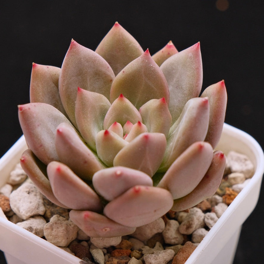 Echeveria Champagne Fresh Korean Succulent Plant