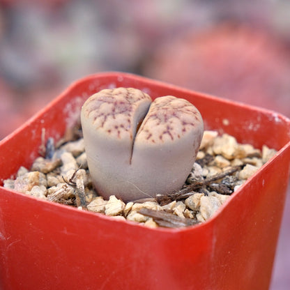 Lithops Locally Grown Succulent Plant