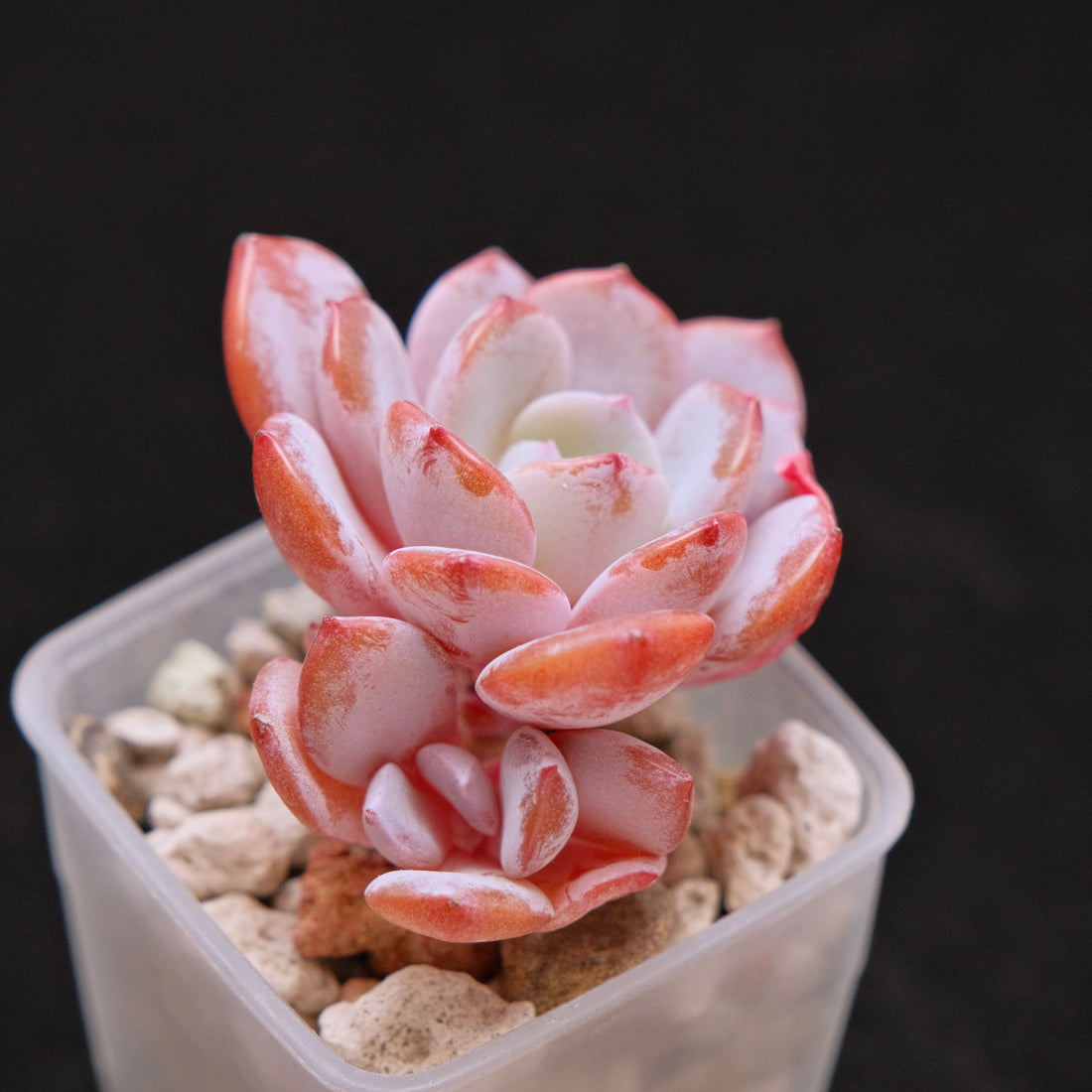 Echeveria Ice Purple Korean Succulent Plant