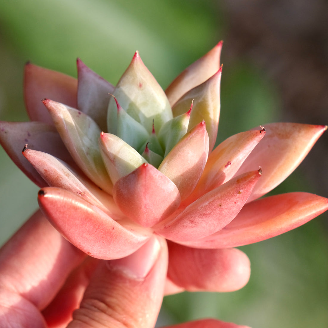Echeveria colorata hybrid Korean Succulent Plant