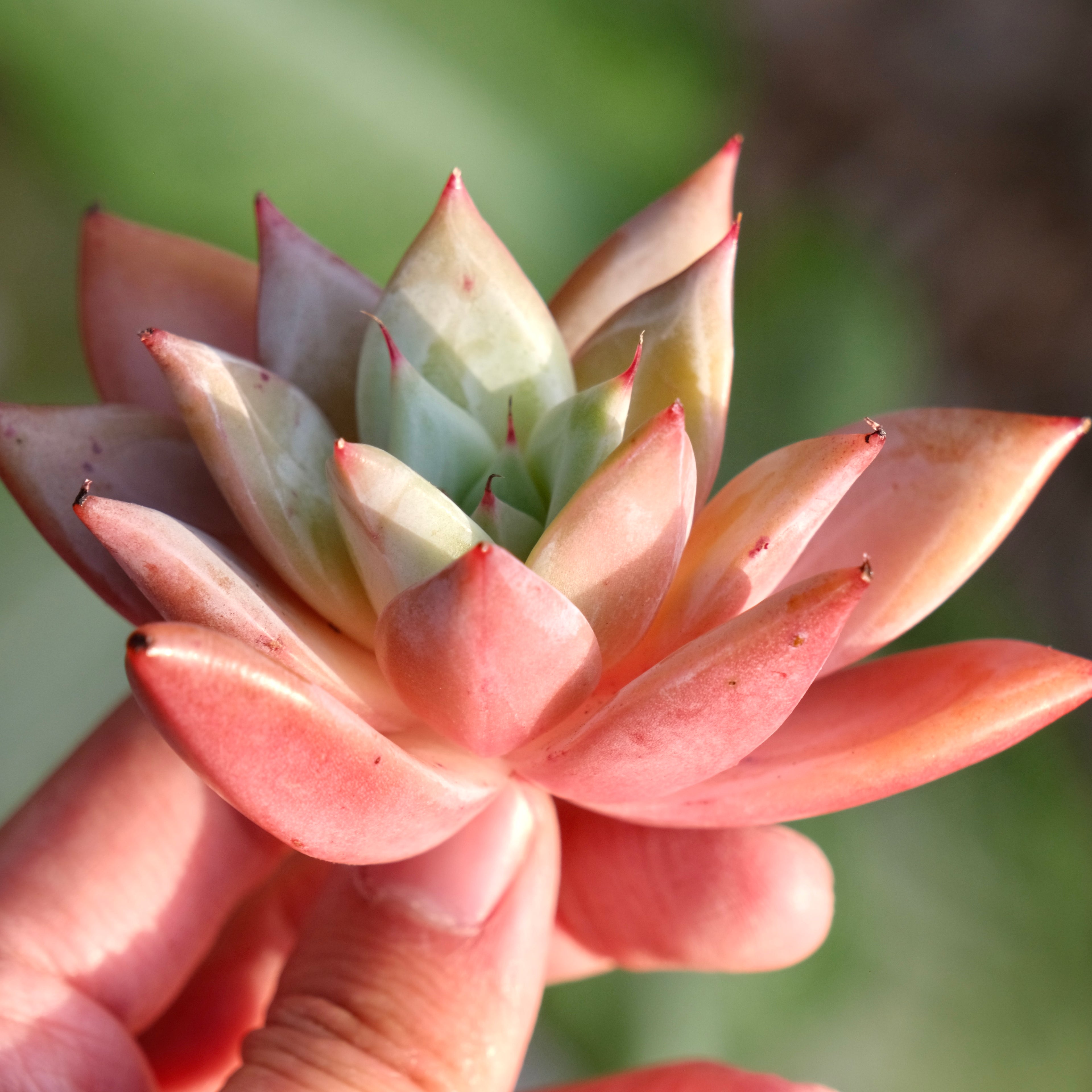 Echeveria colorata hybrid Korean Succulent Plant