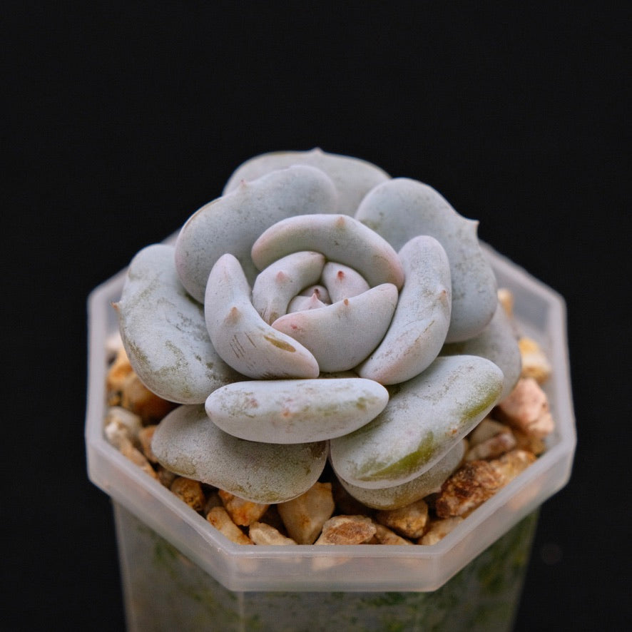 Echevieria Milk Purple Korean Succulent Plant Changhee hybrid