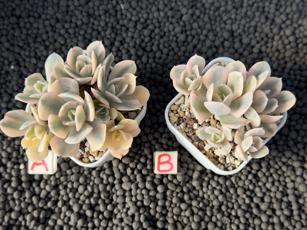 Variegated Echeveria Runyonii Succulent Plant