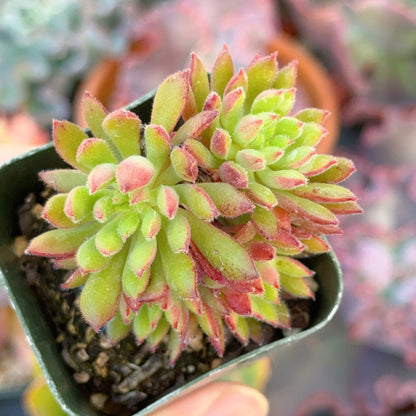Echeveria Spruce Oliver Succulent Plant
