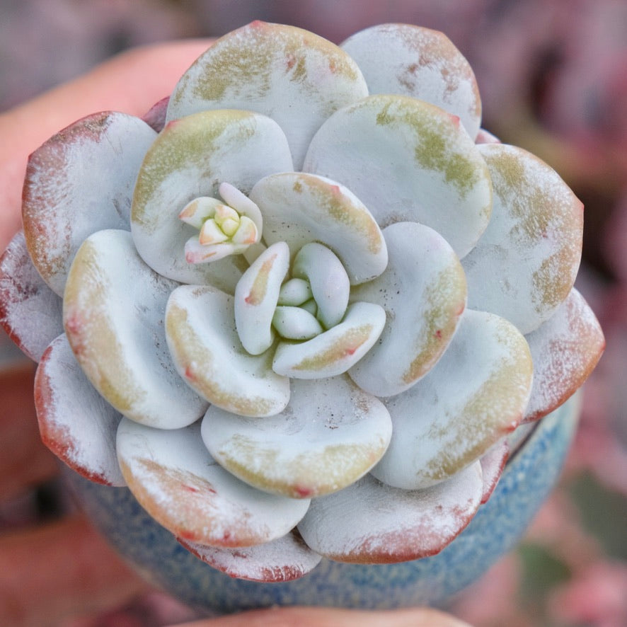 Echeveria laui Imported Succulent Plant