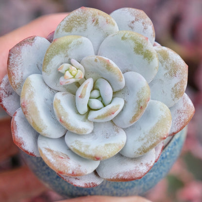 Echeveria laui Imported Succulent Plant