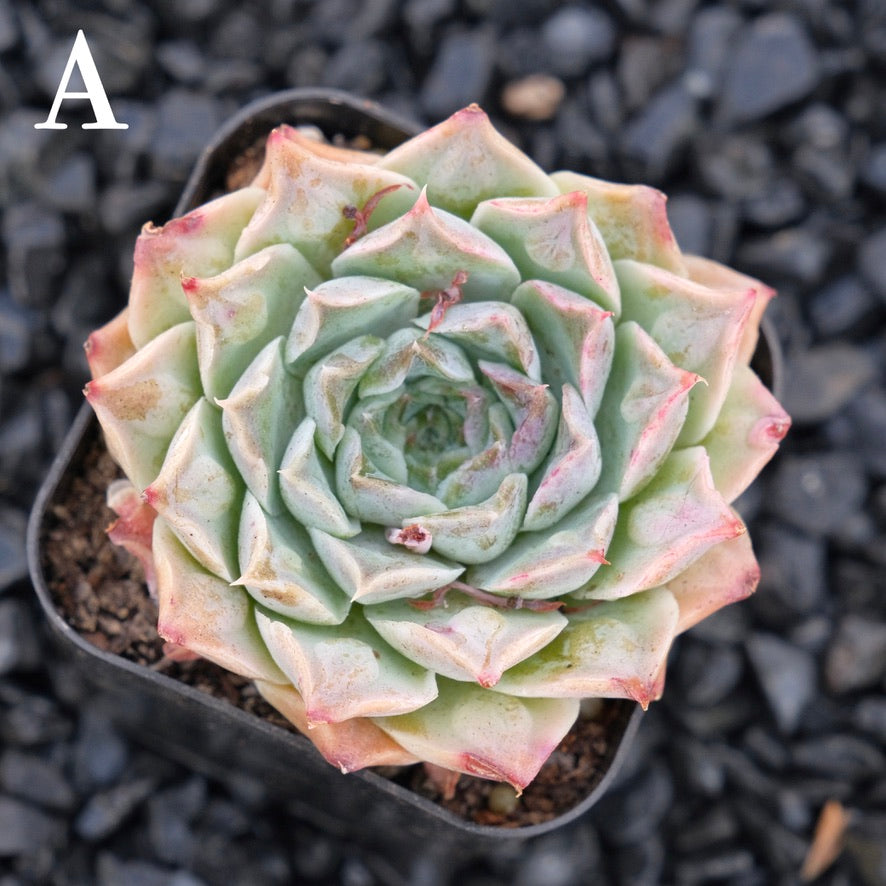 Echeveria Hearts Choice A Korean Imported Succulent Plant