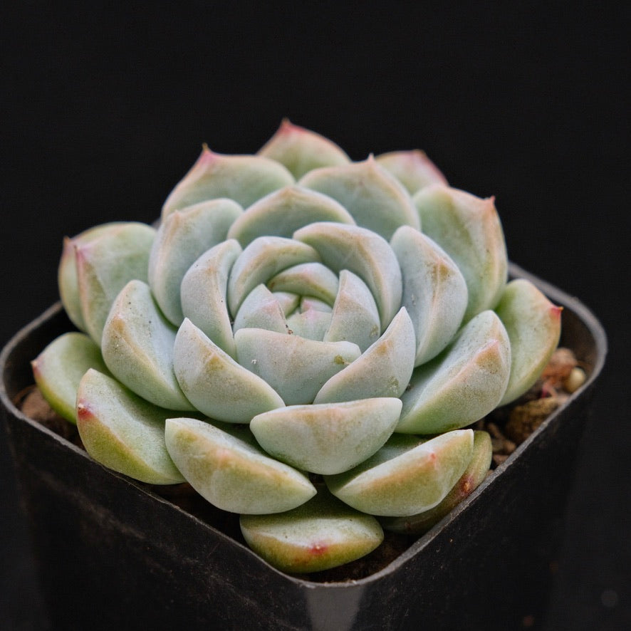 Echeveria Milk Smoothie Korean Succulent Plant Air Magic hybrid
