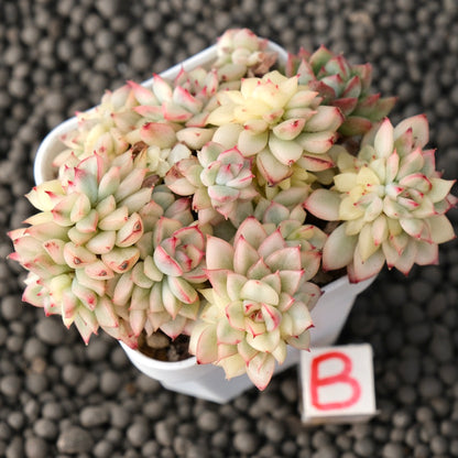 Variegated Echeveria Mebina Imported Succulent Plant