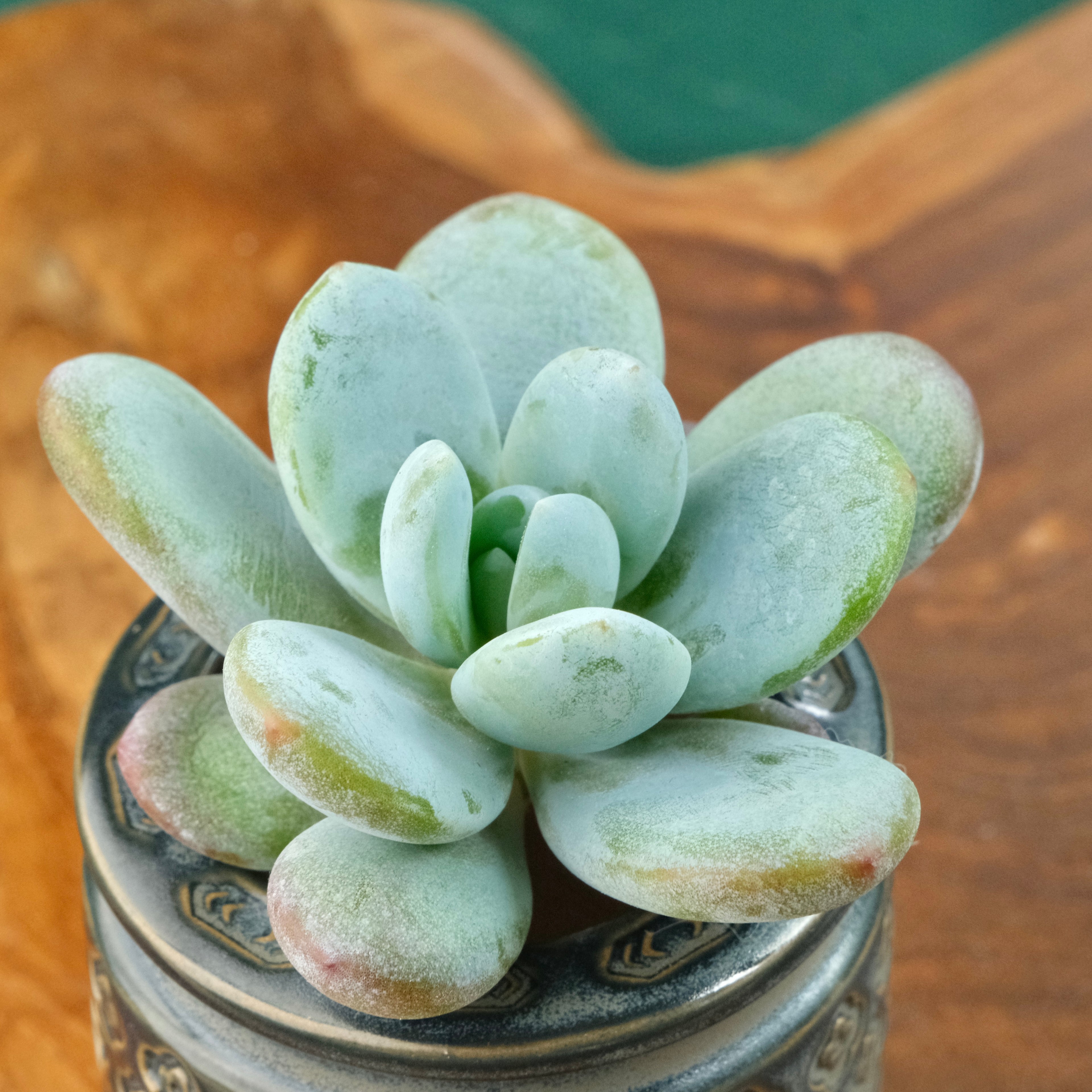 Jeronimoa Cuicatecana Korean Succulent Plant