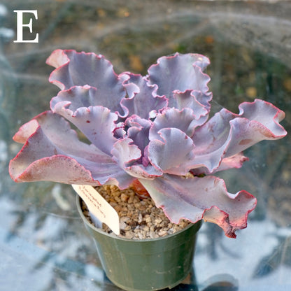 Variegated Echeveria Fury - Rare hybrid - E