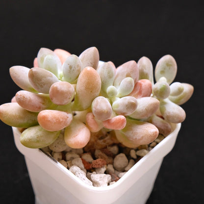 Chubby Hybrid Korean Succulent Plant