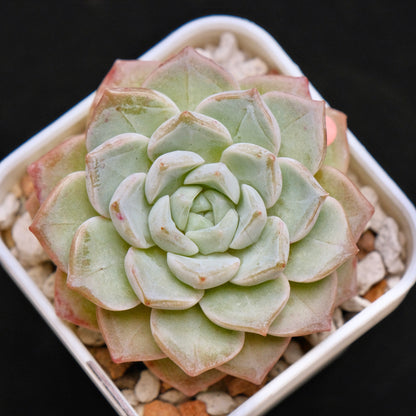 Echeveria Pink Spot Korean Succulent Plant