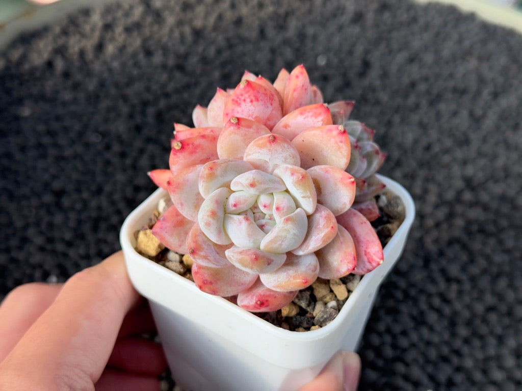 Echeveria Monroe cluster Imported Succulent Plant