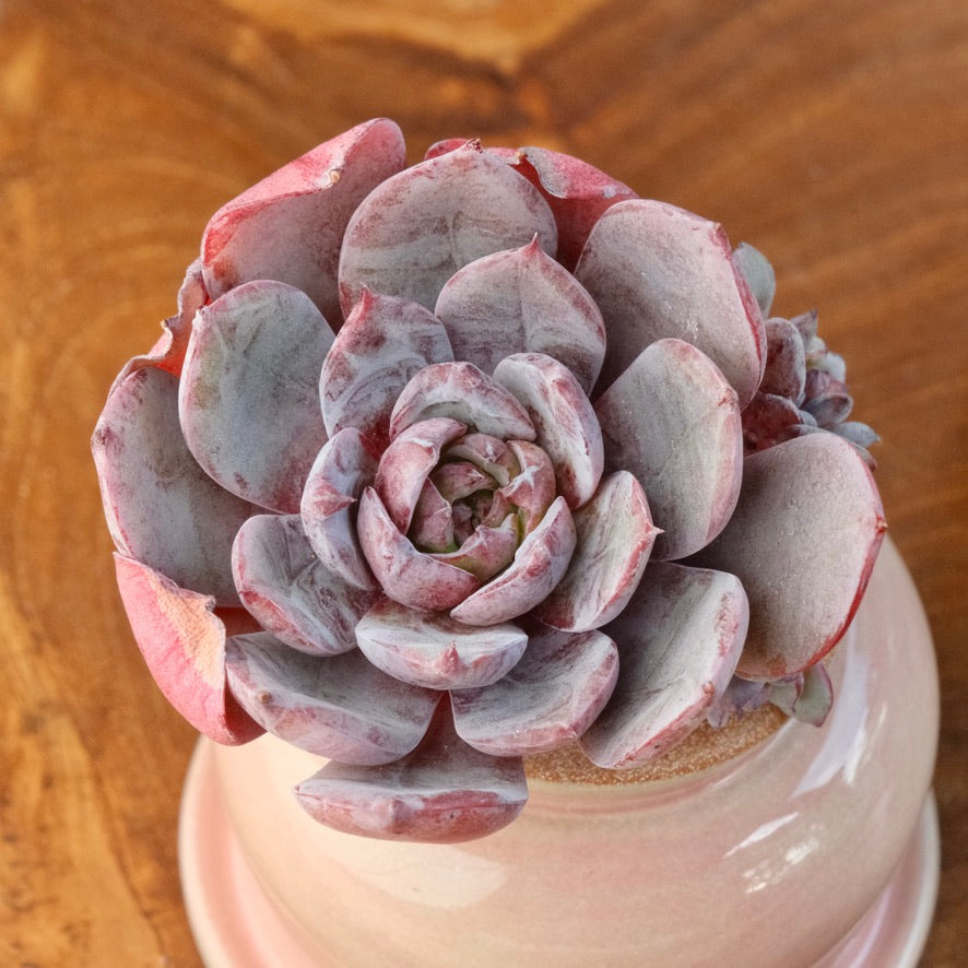 Echeveria Anything Korean Succulent Plant
