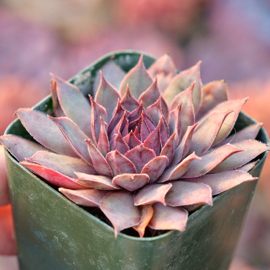 Sempervivum Lavender Succulent Plant