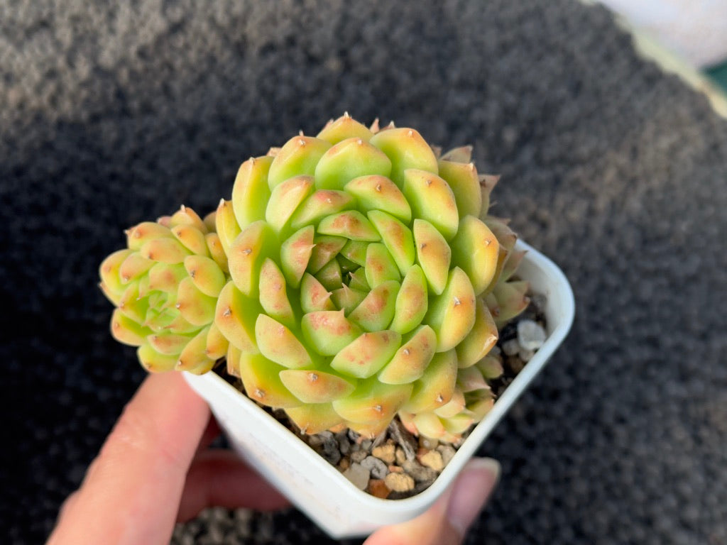 Echeveria Hybrid Imported Succulent Plant