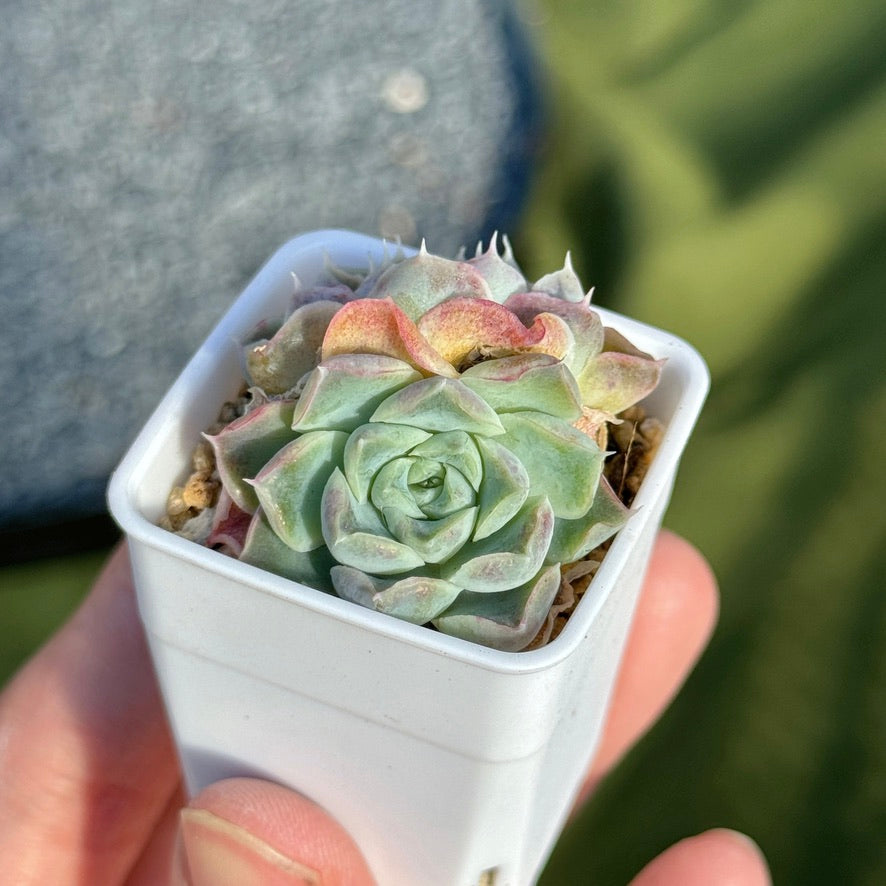 Echeveria Helena Korean Succulent Plant