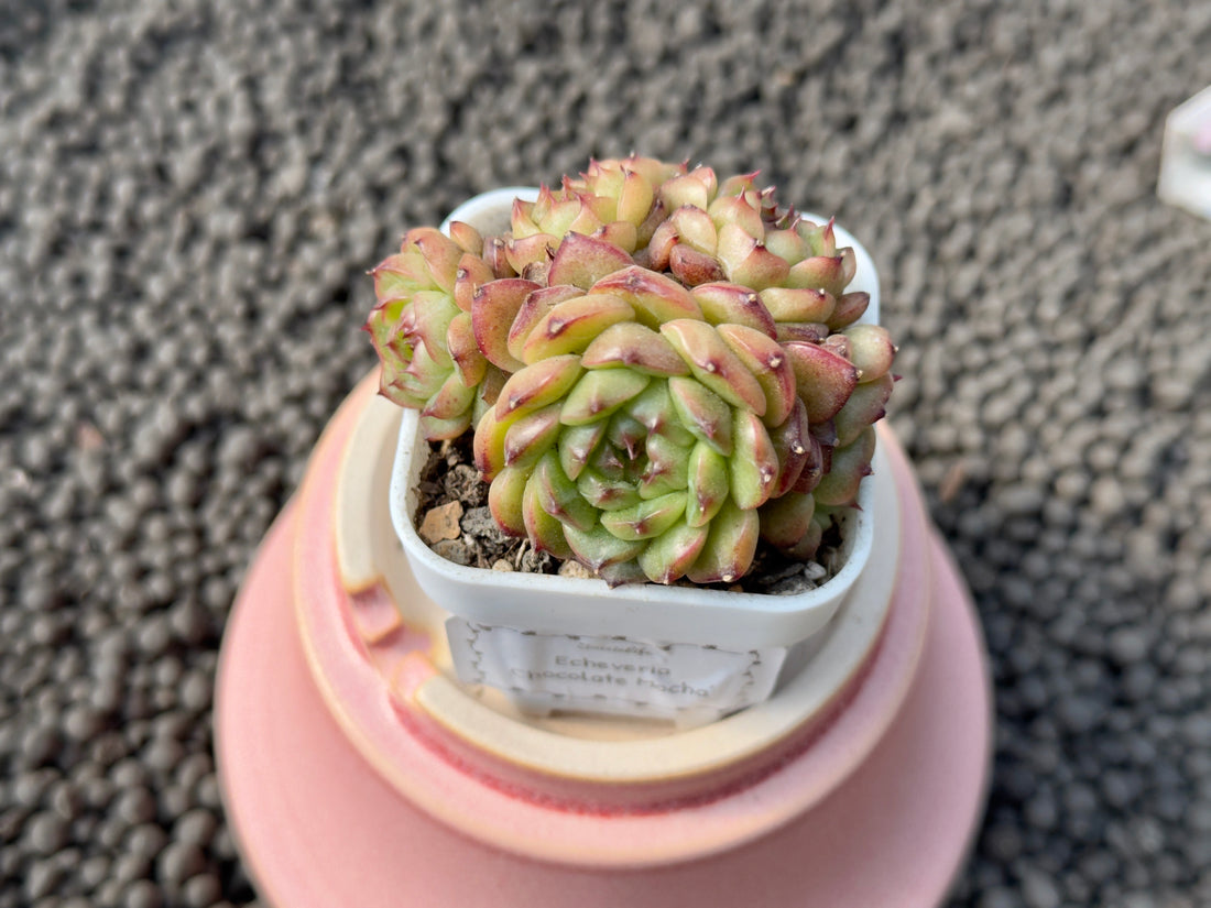 Echeveria Chocolate Mocha Imported Succulent Plant