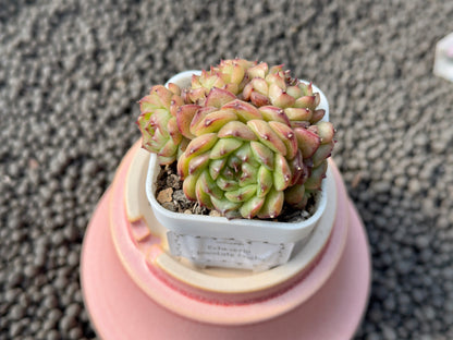 Echeveria Chocolate Mocha Imported Succulent Plant