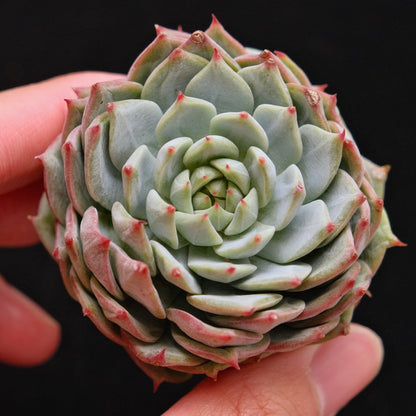 Echeveria Party Korean Succulent Plant Bluebird hybrid