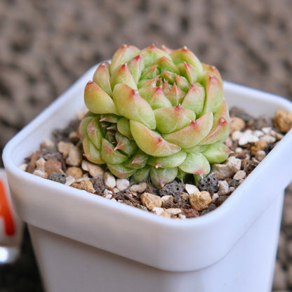 Echeveria Cola Jelly Imported Succulent Plant - A