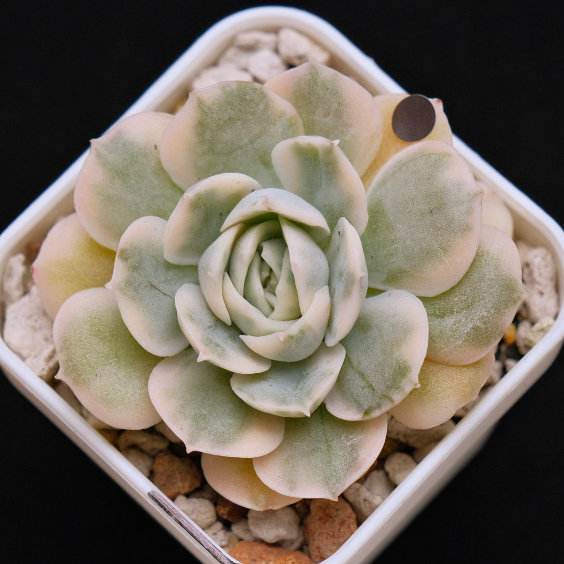 Variegated Echeveria Onslow Imported Succulent Plant