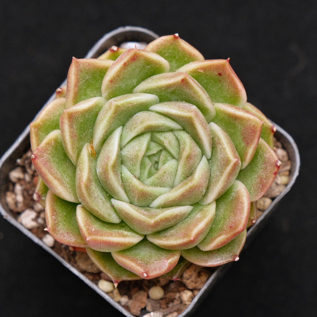 Echeveria Tom Boy Korean Succulent Plant Changhee hybrid