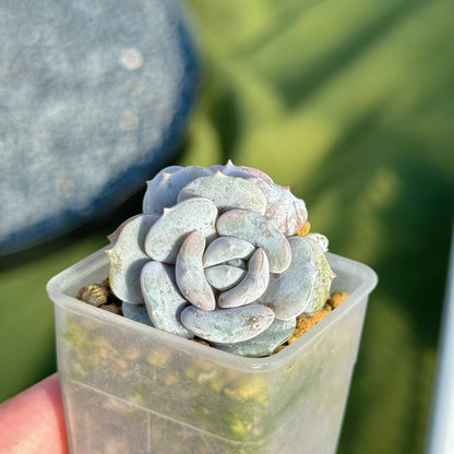 Echeveria Milk Purple Korean Succulent Plant Changhee hybrid