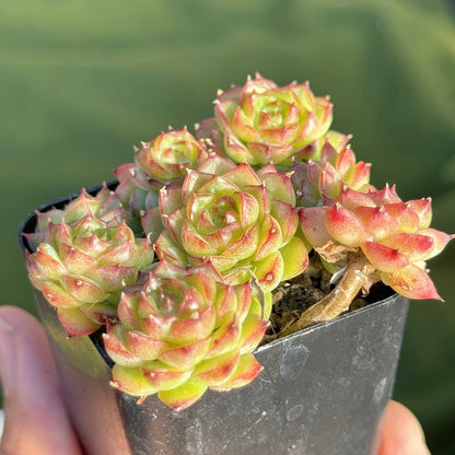 Echeveria Malgan cluster Korean Succulent Plant