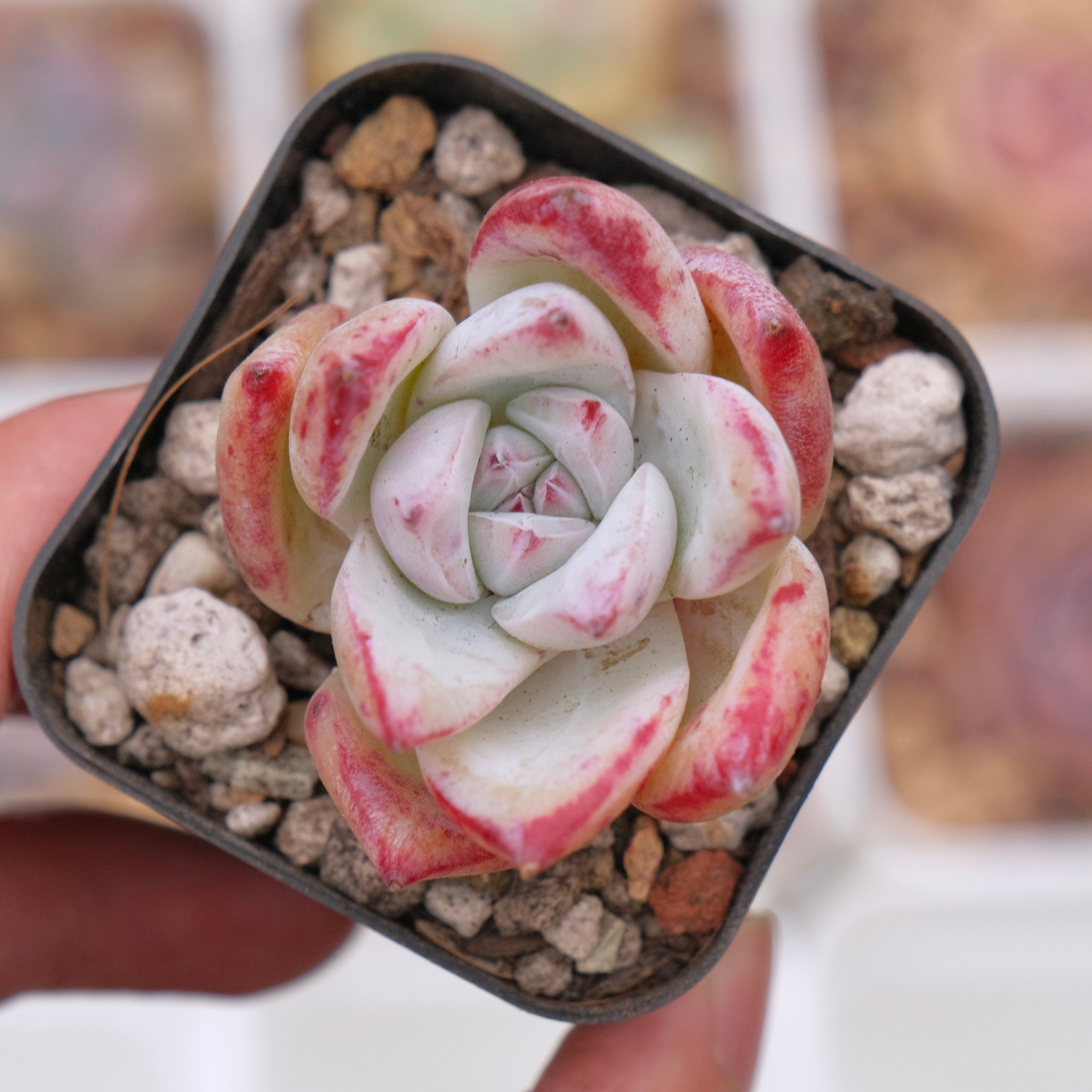 Echeveria colorata hybrid Korean Succulent Plant