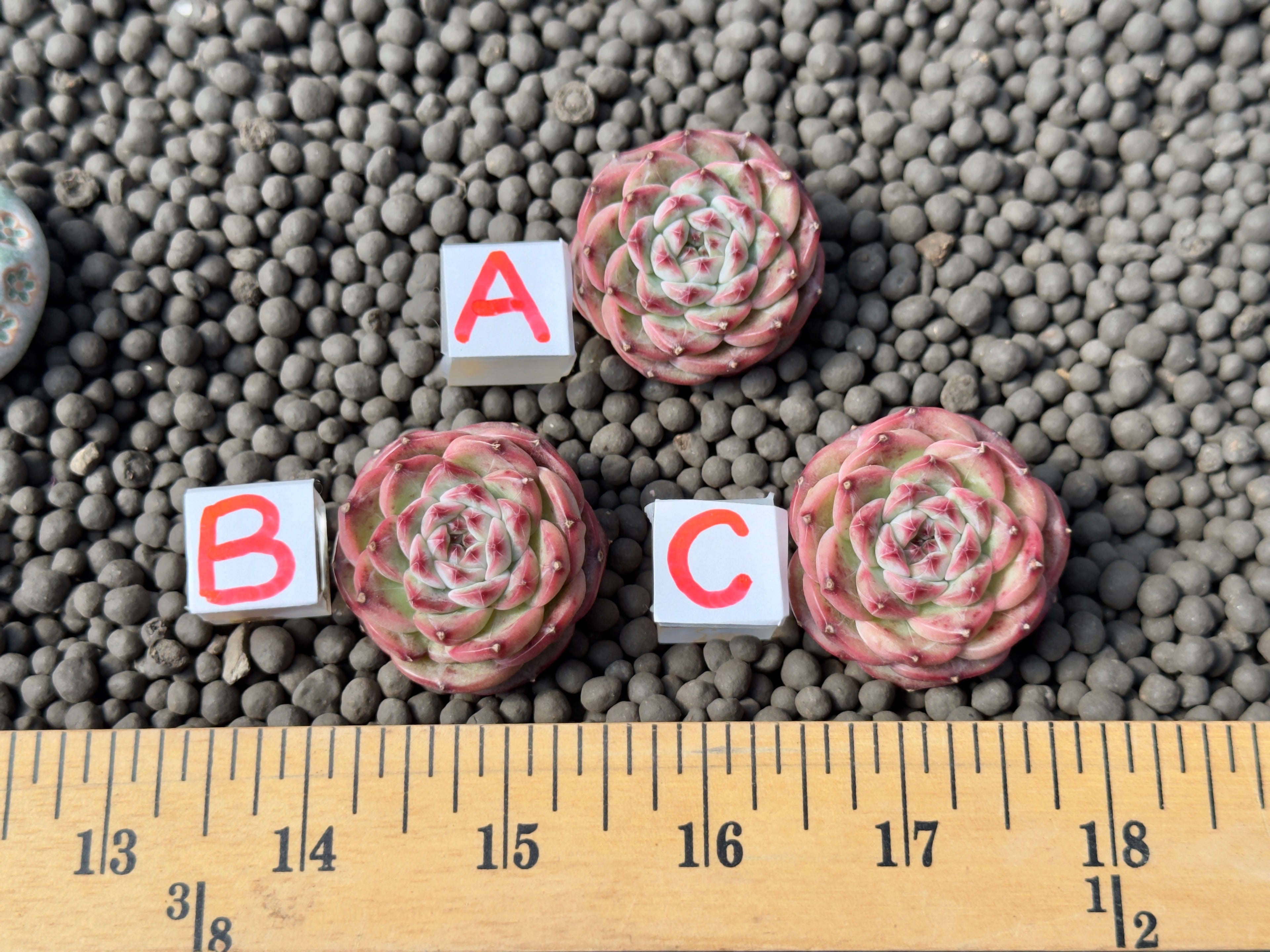 Echeveria Spring Strawberry Imported Succulent Plant