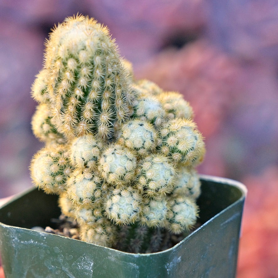 Mammillaria sp Succulent Plant