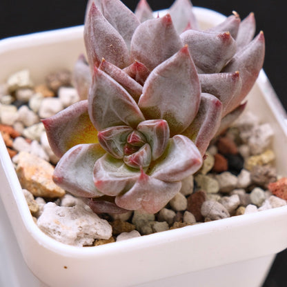 Echeveria Tremolo Korean Succulent Plant Hwaga Hybrid