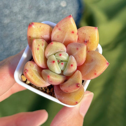 Echeveria Powdery Cotton Korean Succulent Plant
