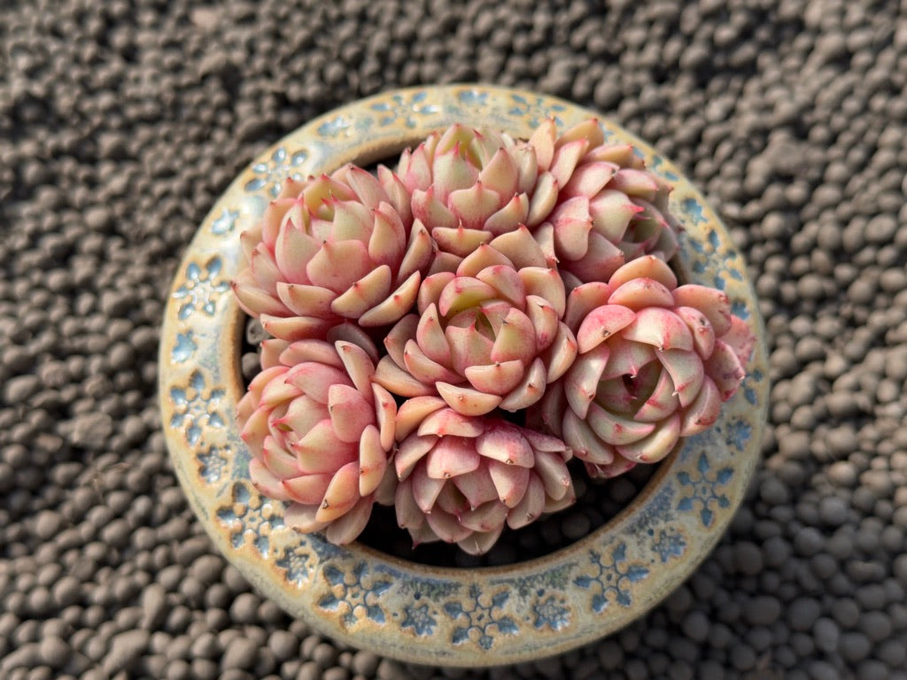 Echeveria Bed Badis Imported Succulent Plant