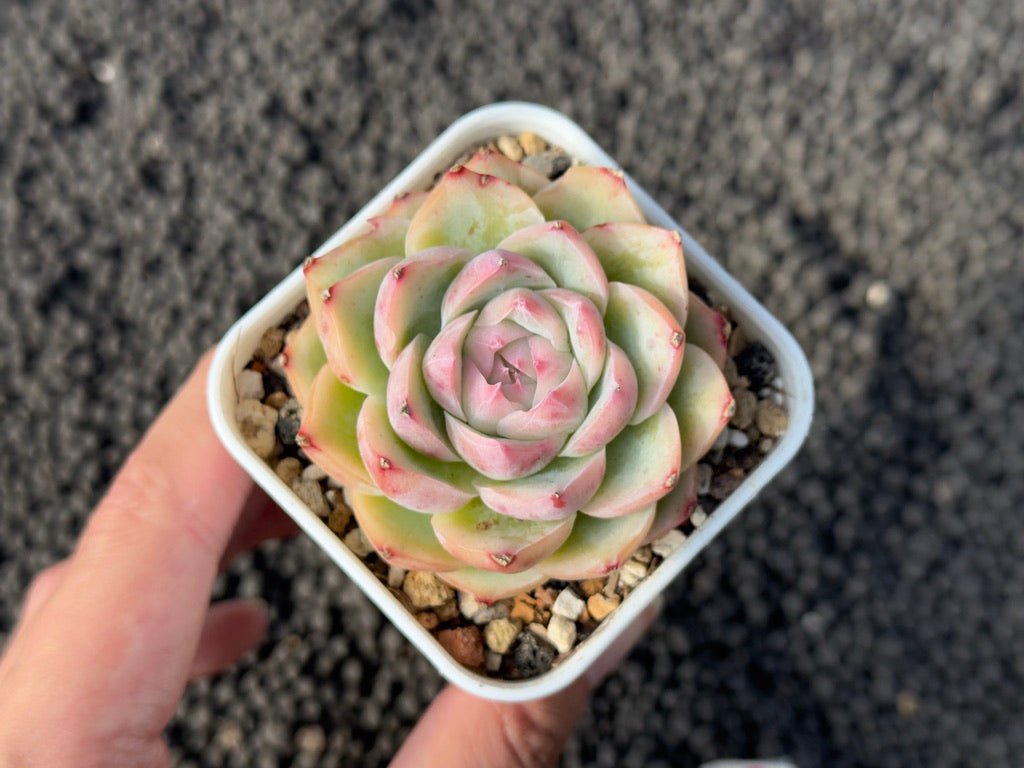 Echeveria Silhouette Imported Succulent Plant