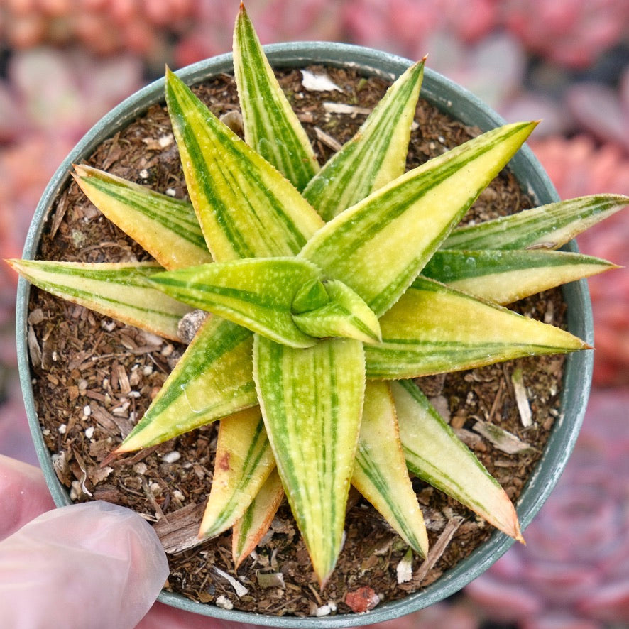 Gasteraloe Green Gold Variegated Succulent Plant