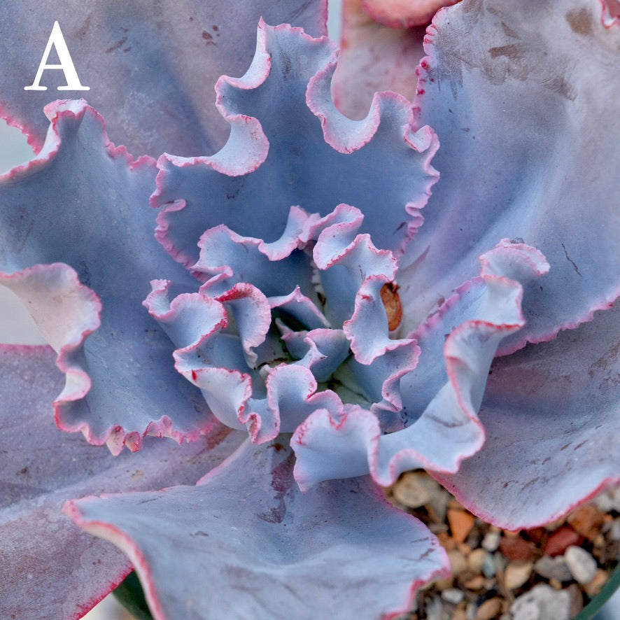 Echeveria Cinderella II - Rare Dick Wright hybrid - A