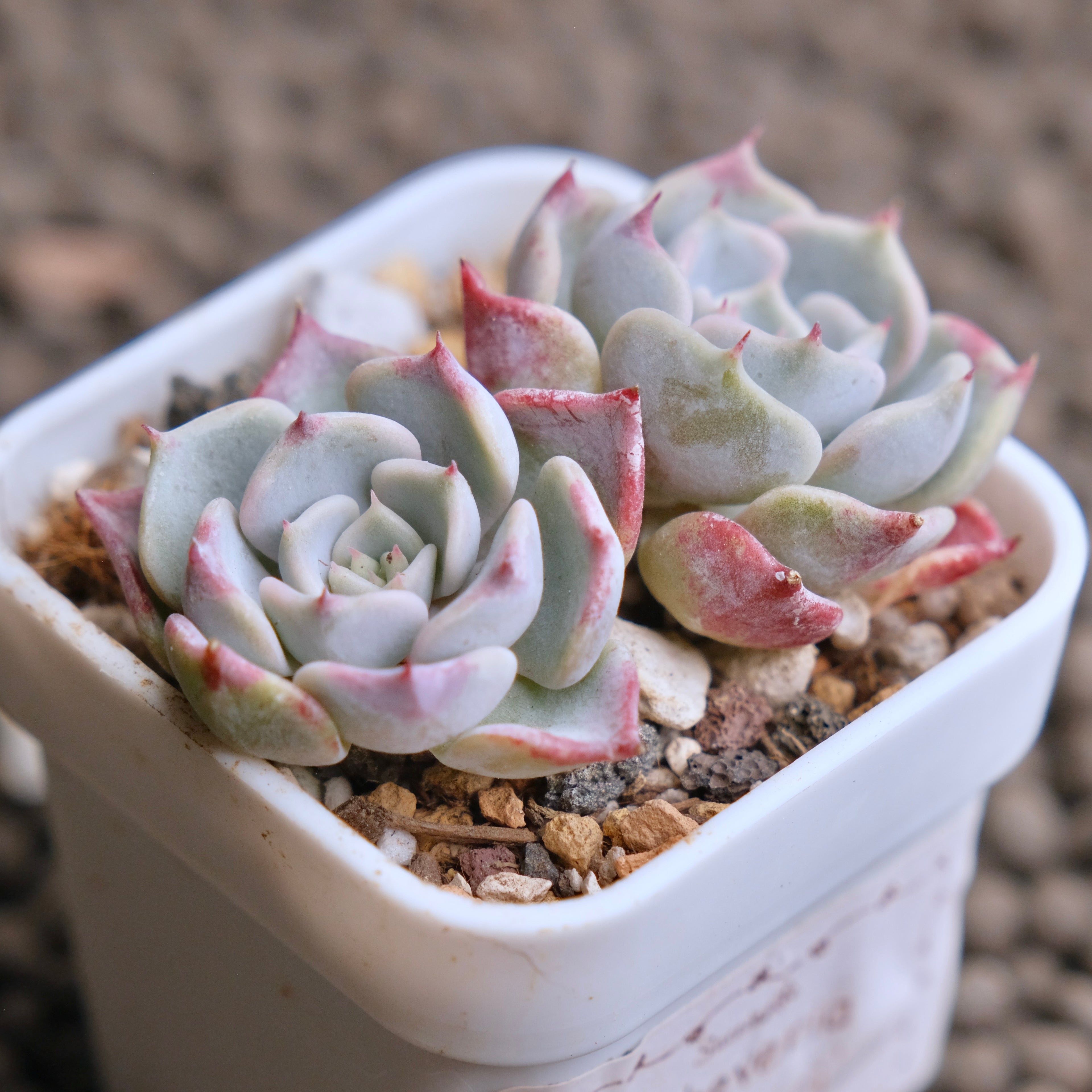Echeveria Kiss me (Changhee hybrid) Korean Succulent Plant - C