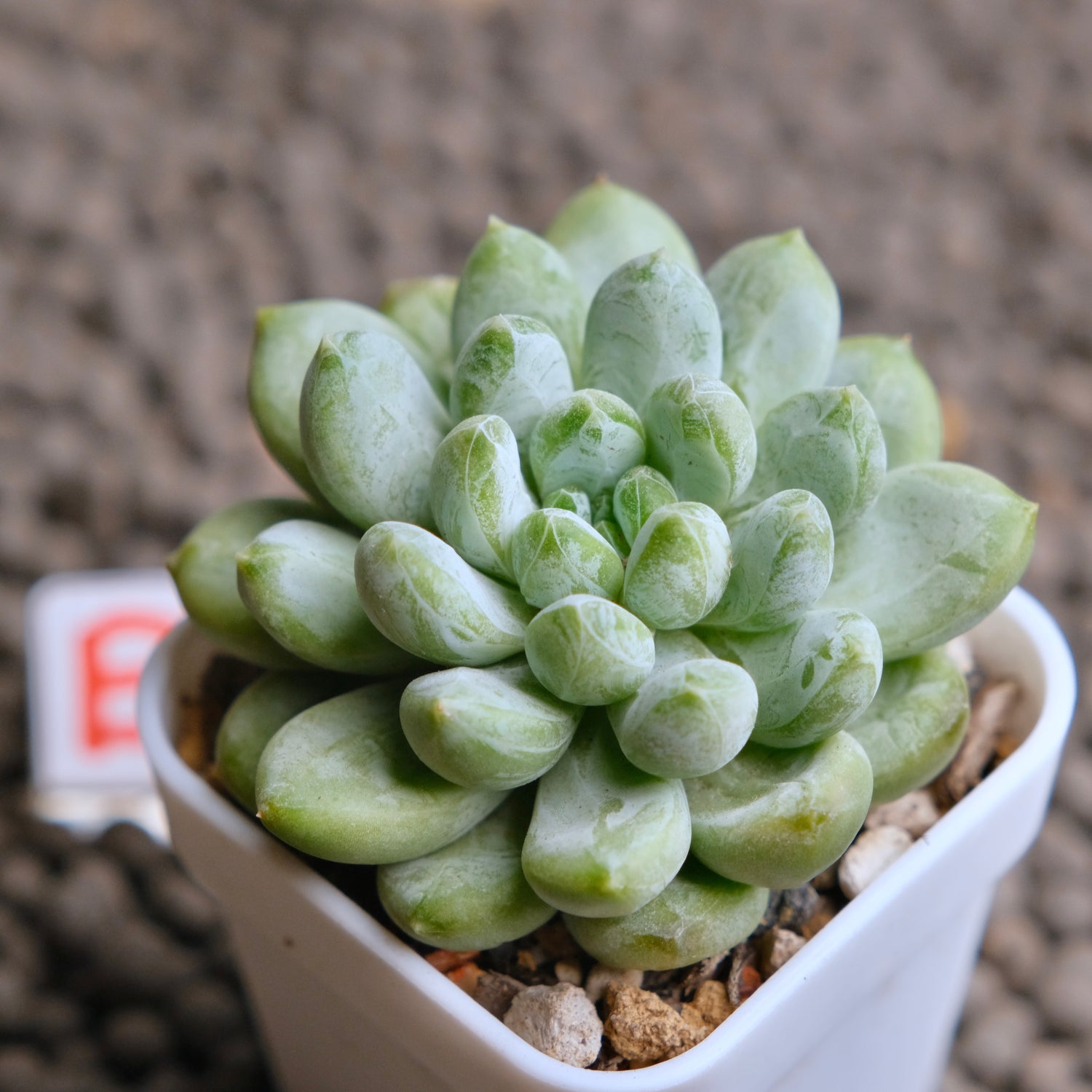 Pachyveria Cocoa Beans Imported Succulent Plant - B