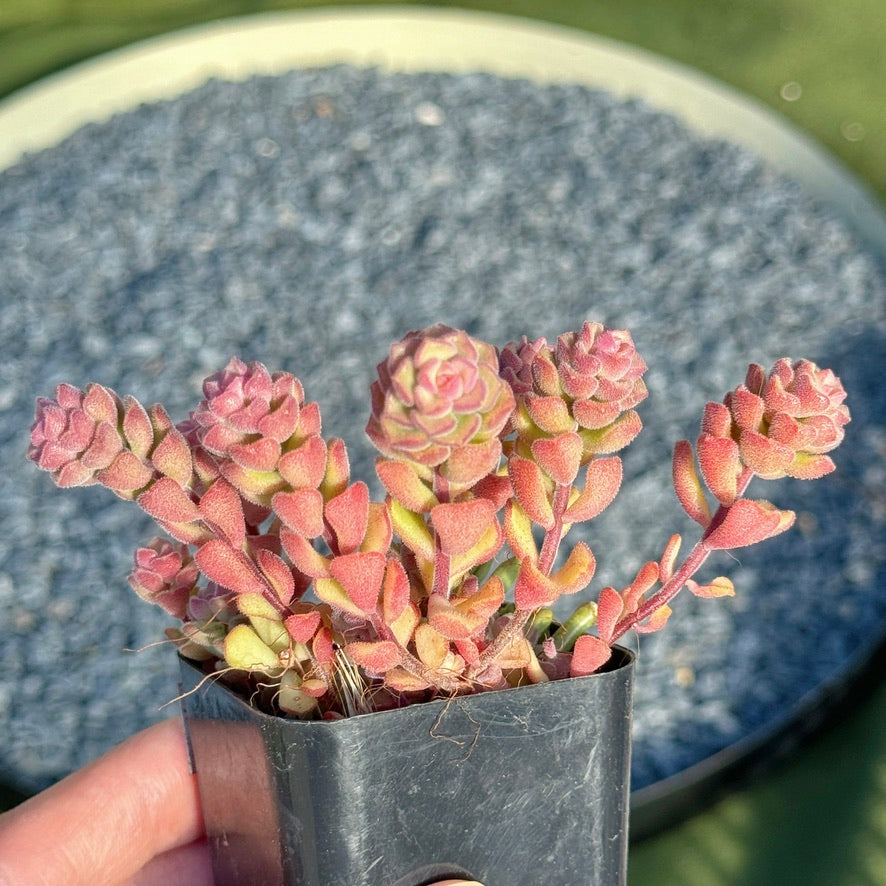 sedum versadense korean succulent Sedum Versadense Succulent Plant