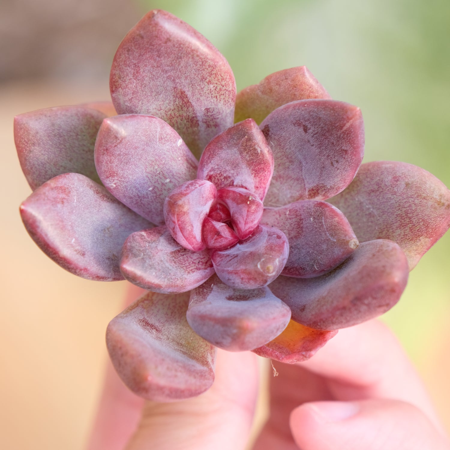Echeveria Pink Tulip Korean Succulent Plant