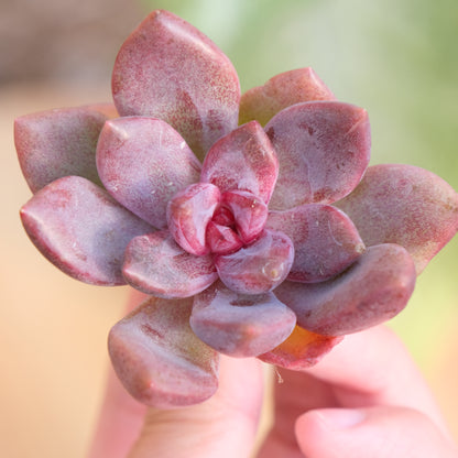 Echeveria Pink Tulip Korean Succulent Plant